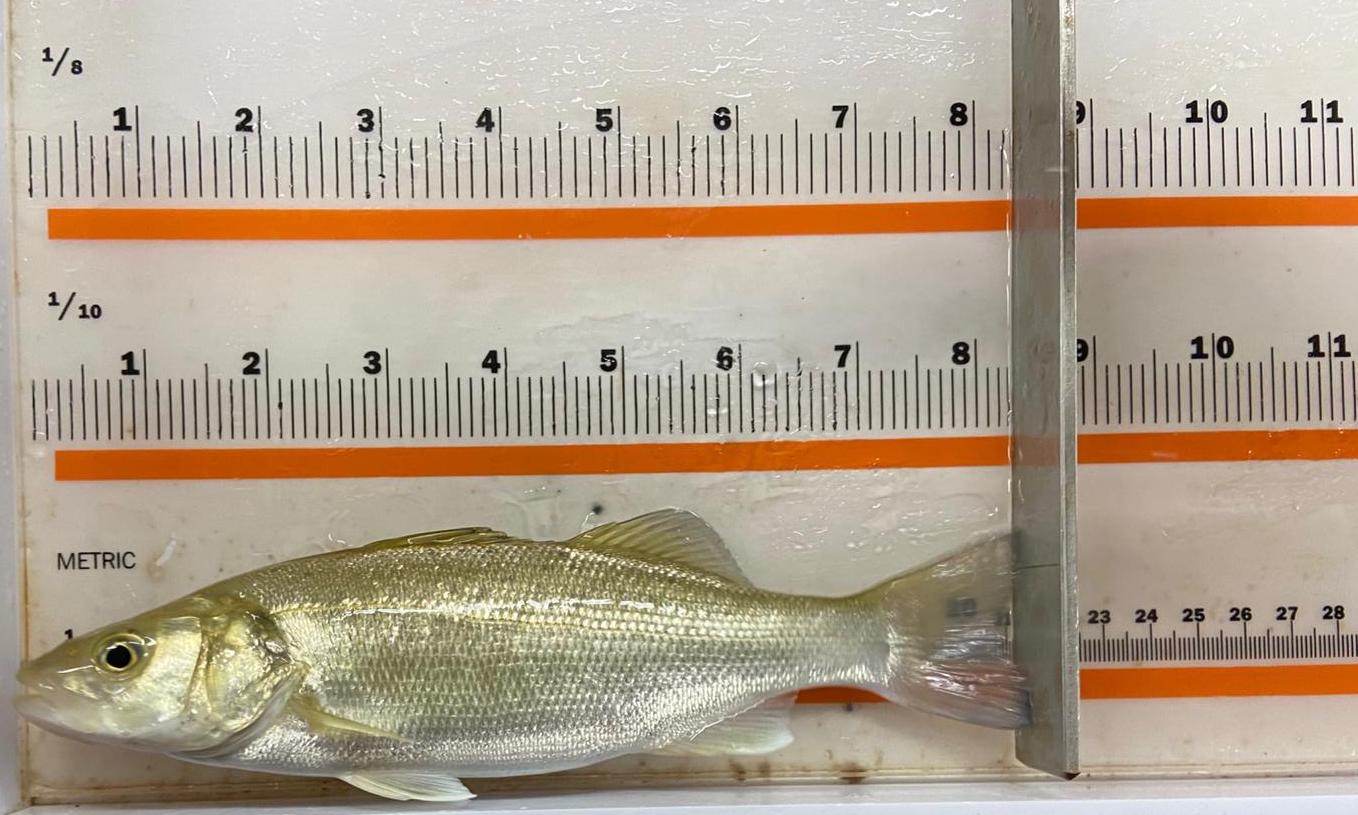 Lococo, Russo, Amato e Santulli spiegano il progetto genetico di L'Avannotteria Foto di pesce di genetica