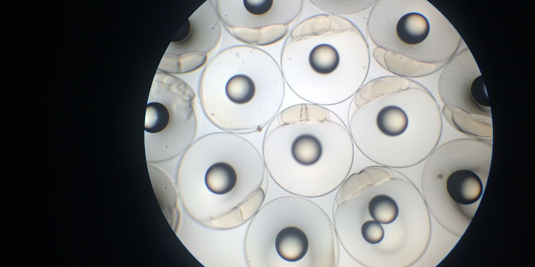 Che cos'è un'avannotteria? Che cos'è un'avannotteria?
