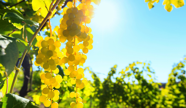 L’Avannotteria pianta le prime viti di Chardonnay nasce il primo vitigno di Petrosino tra mare e innovazione - pietro lococo (2)
