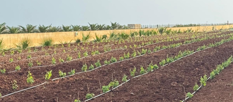 L’Avannotteria pianta le prime viti di Chardonnay nasce il primo vitigno di Petrosino tra mare e innovazione - pietro lococo Pietro Lococo - come si fa a sapere quanti pesci ci sono in una gabbia?