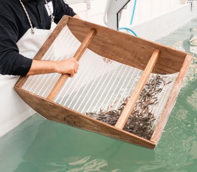 Foto di pesce di genetica
